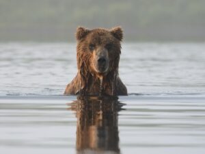 Недовольный медведь фото
